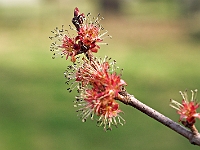 Spring Bud 1